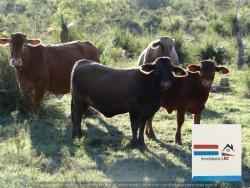 Venta en CARRETERA MUZQUIZ -BOQUILLAS DEL CARMEN - Múzquiz